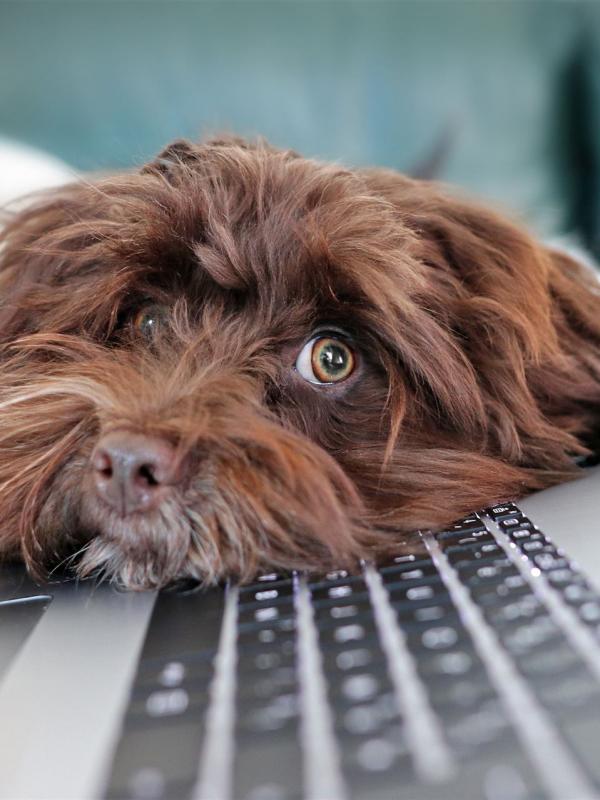 Tastatur mit Hund